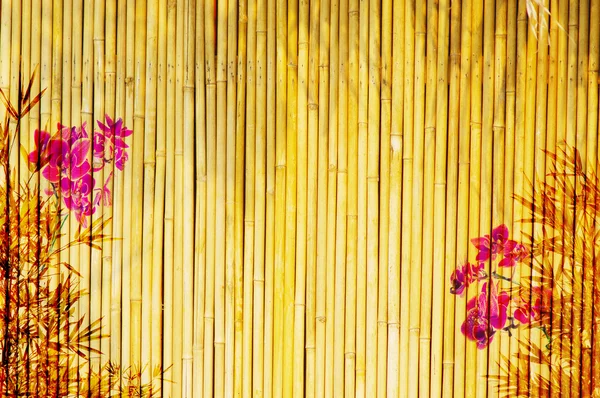 Orchidées fraîches avec fond de bambou — Photo