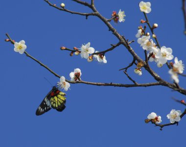 Şeftali çiçeği flower.apricot-ağaç Şubesi çiçeklenme yakın çekim