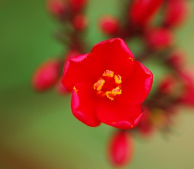 Şeftali çiçeği flower.apricot-ağaç Şubesi çiçeklenme yakın çekim