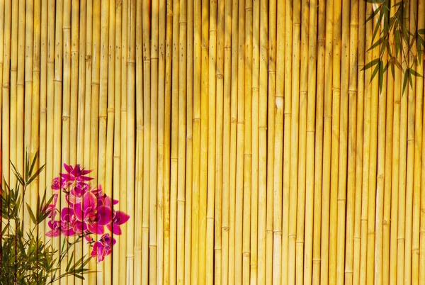 Orquídeas frescas com fundo de bambu — Fotografia de Stock