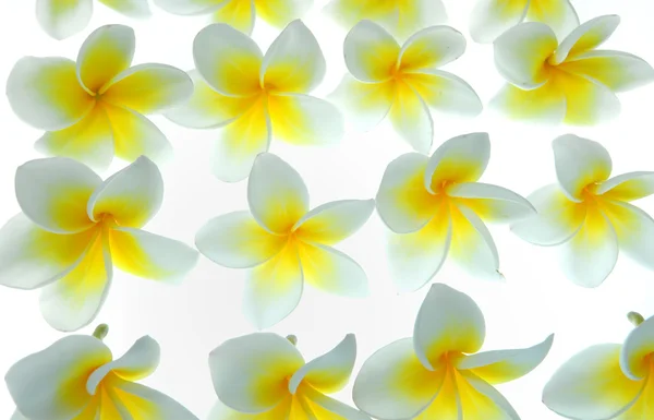 Frangipani flores tropicais sobre fundo branco — Fotografia de Stock