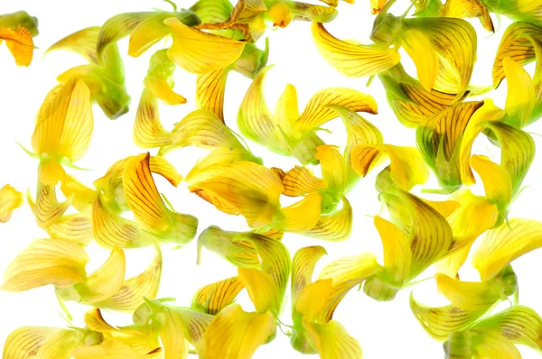 フランジパニ白い背景の上の熱帯の花 — ストック写真