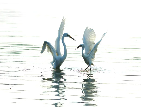 Egrets play in waterland — Stock Photo, Image