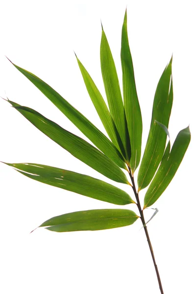 stock image Bamboo leaves