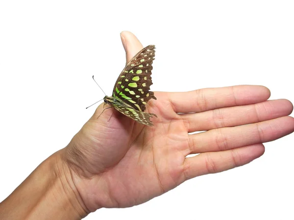 Μια πεταλούδα σε ένα χέρι που απομονώνονται σε λευκό — Φωτογραφία Αρχείου
