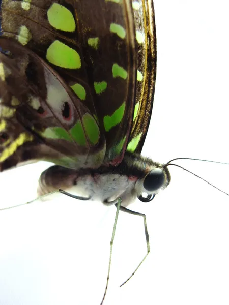 De vlinder op wit geïsoleerd — Stockfoto