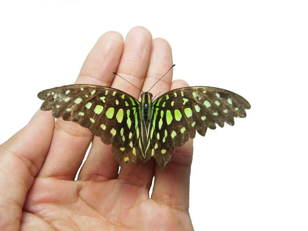 Vlinder op een hand — Stockfoto