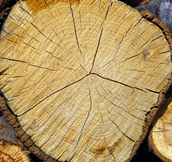 Mucchio di legno — Foto Stock