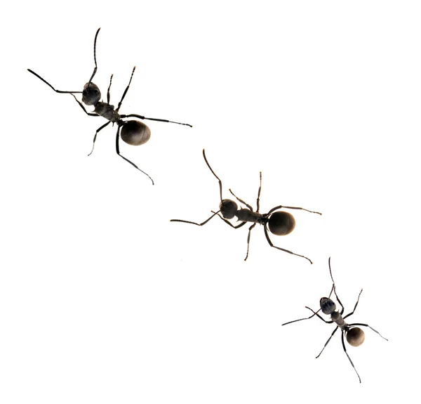 Линия рабочих муравьёв — стоковое фото