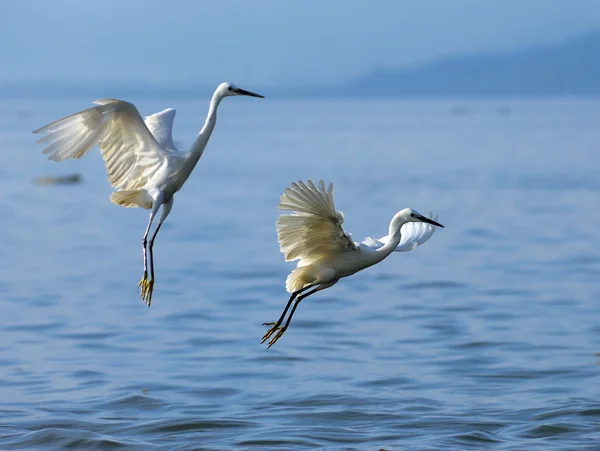Egrets play in waterland — Stock Photo, Image