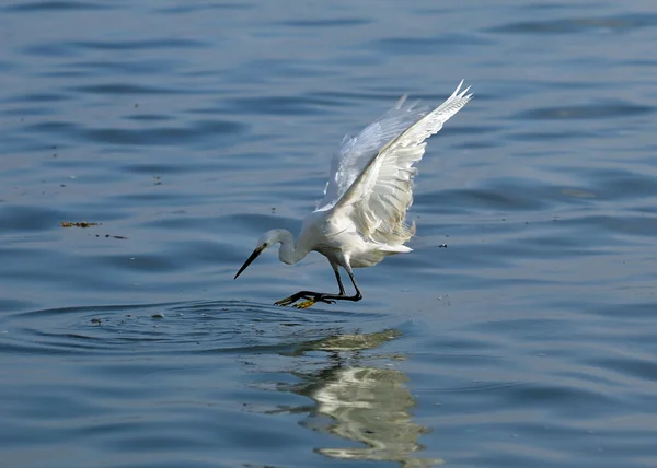 stock image Egrets play in waterland