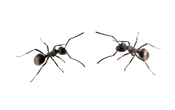 Лінія робочих мурах — стокове фото