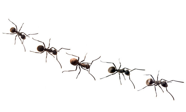 A line of worker ants
