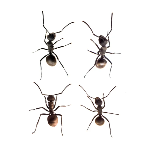 Линия рабочих муравьёв — стоковое фото