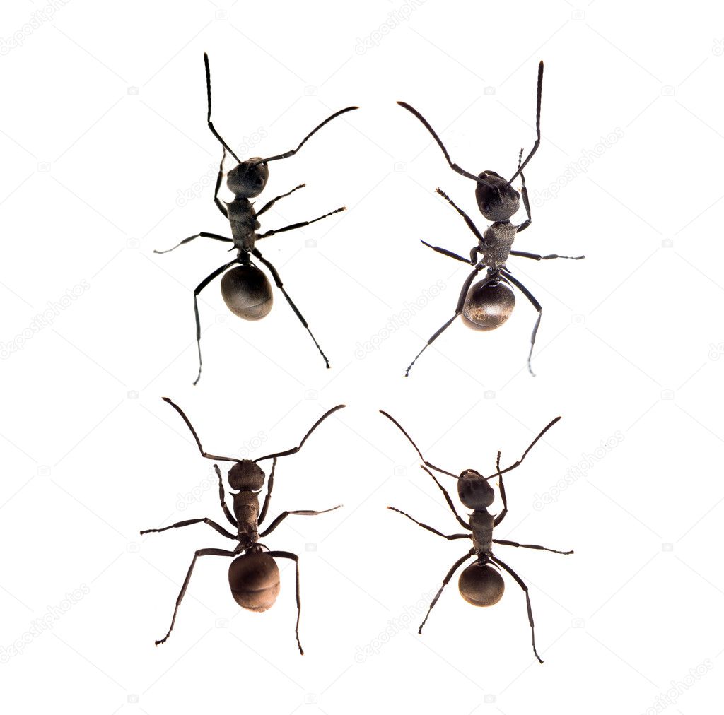 A line of worker ants