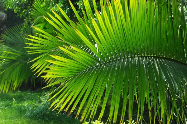 Grønne palmeblade - Stock-foto