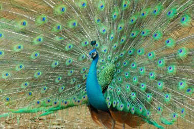 Beautiful peacock clipart