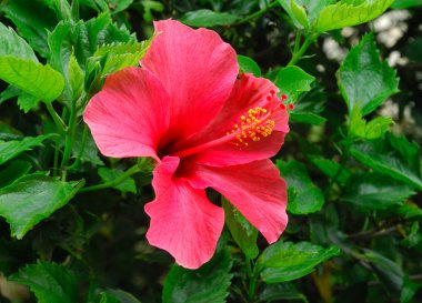 Çin hibisci rosae-sinensi