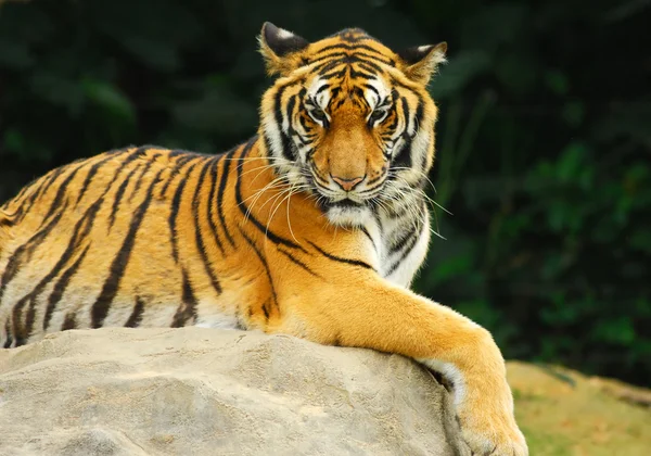 Tigre descansando . — Fotografia de Stock