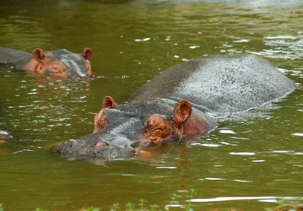 Hipopótamos sparring — Fotografia de Stock