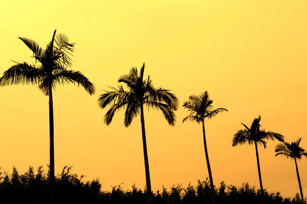 Palm με ηλιοβασίλεμα — Φωτογραφία Αρχείου