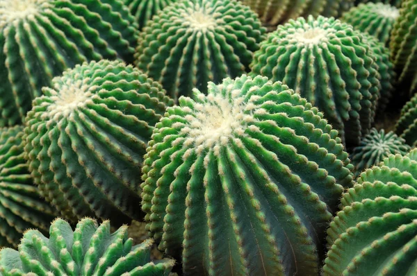 Stock image Cactus