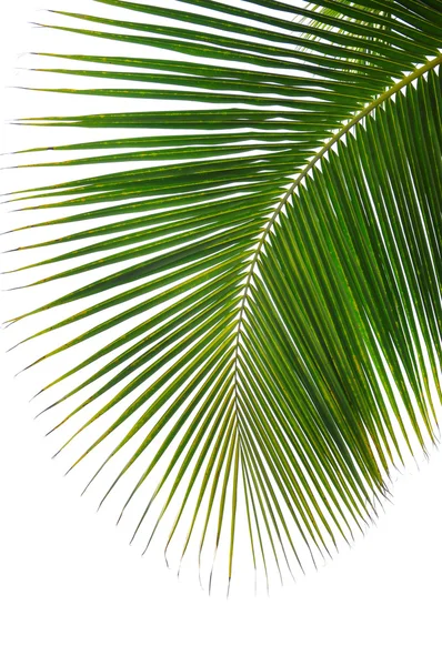 Зелений palm leaf — стокове фото