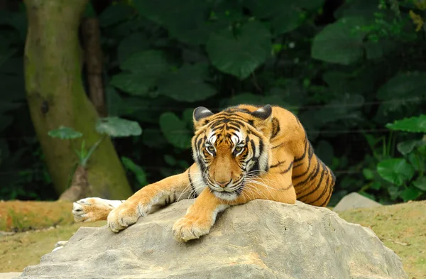 Tigre descansando . —  Fotos de Stock