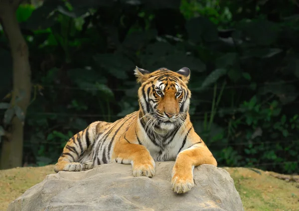 Tygrys odpoczynku. — Zdjęcie stockowe