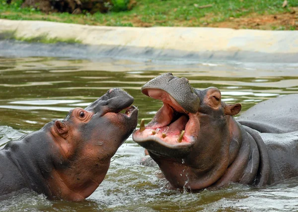 Sparring Hippos — Stock Photo, Image