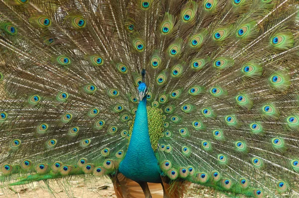 stock image Beautiful peacock