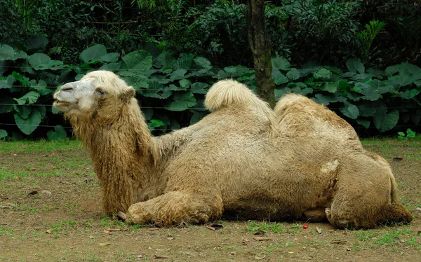 Alpaca in zoo — Stock Photo, Image