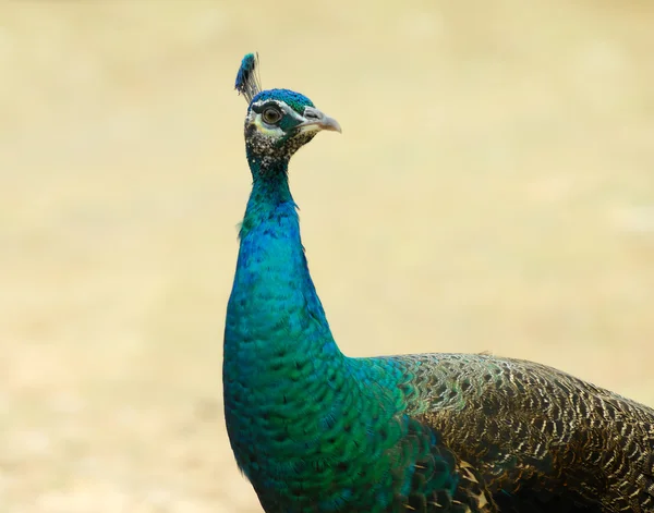 stock image Beautiful peacock