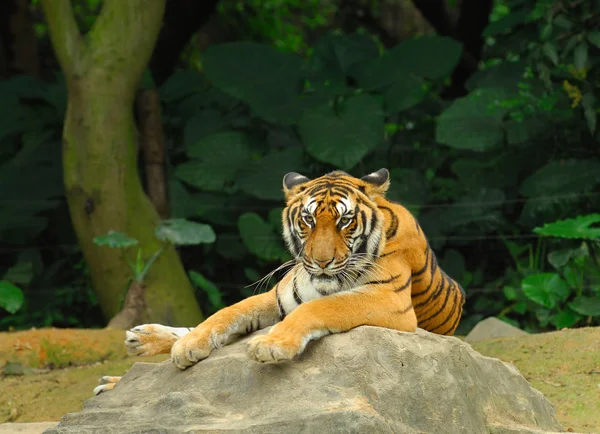 老虎在其自然栖息地 — 图库照片