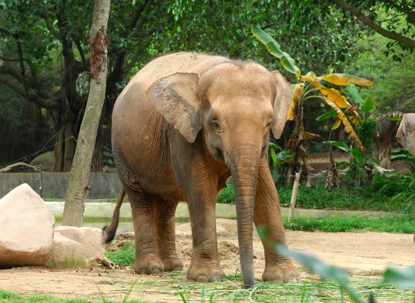 Большой дикий слон — стоковое фото