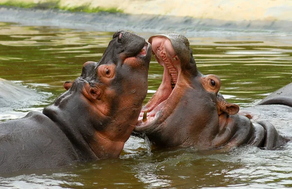 Sparring flodhästar — Stockfoto