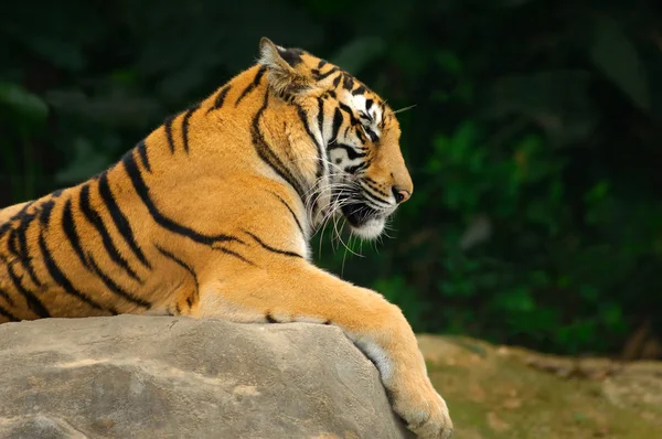 Een tijger — Stockfoto