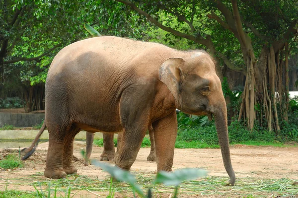 Duże dziki słoń afrykański — Zdjęcie stockowe