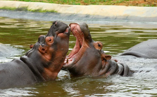 Sparring Hippos — Stock Photo, Image