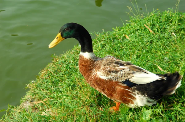 Duck near river — Stock Photo, Image