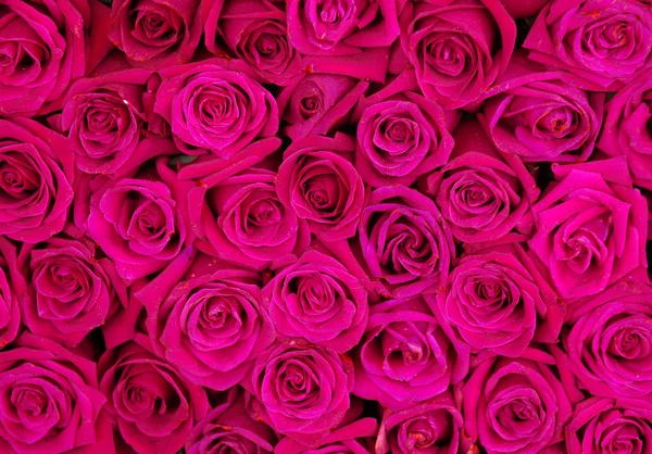 Red rose background ,natural texture — Stock Photo, Image