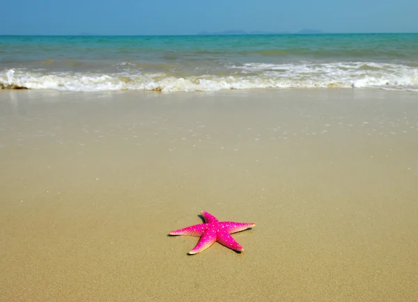 stock image Starfish