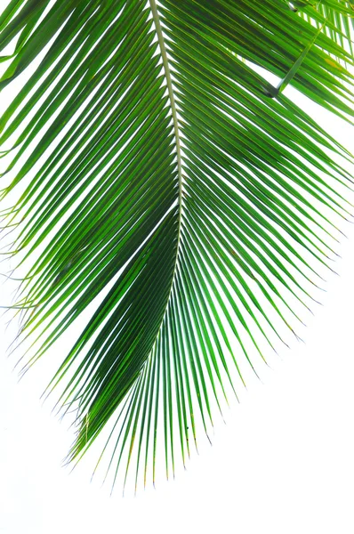 Zelené Palmový list — Stock fotografie