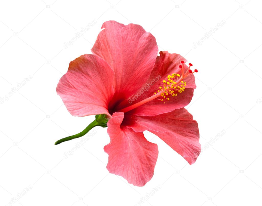 Closeup of Chinese Hibisci Rosae-Sinensis Flower