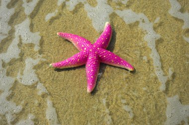 Starfish on reef seacoast clipart