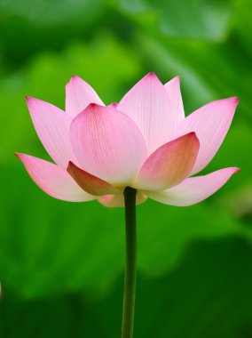 pembe lotus