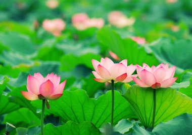 pembe lotus