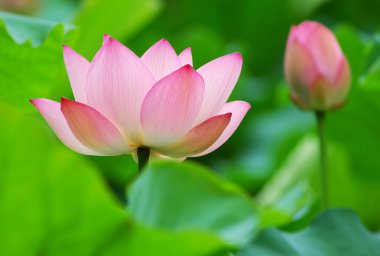 Pink lotus clipart