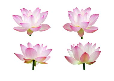 pembe lotus