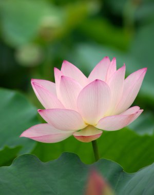 pembe lotus